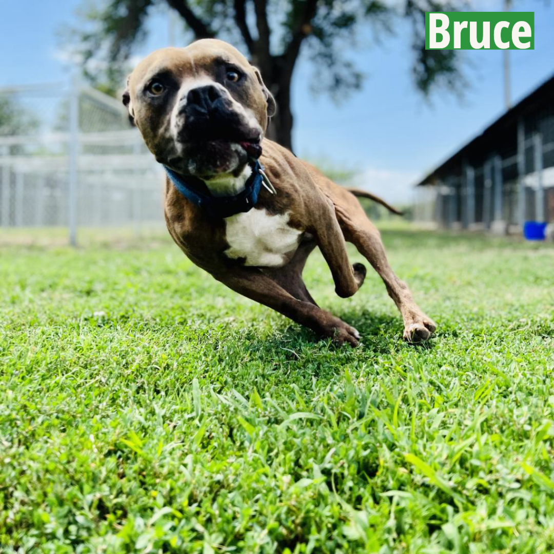 Bruce